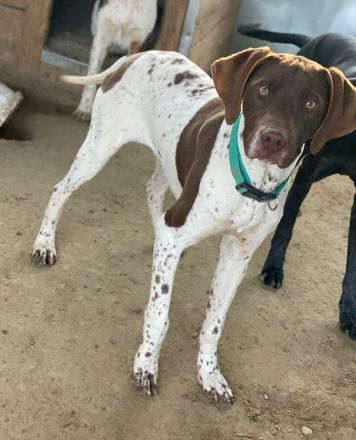 Areno, geb. ca. 08/2024, lebt in GRIECHENLAND, auf einer privaten Pflegestelle