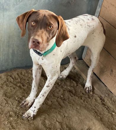 Areno, geb. ca. 08/2024, lebt in GRIECHENLAND, auf einer privaten Pflegestelle