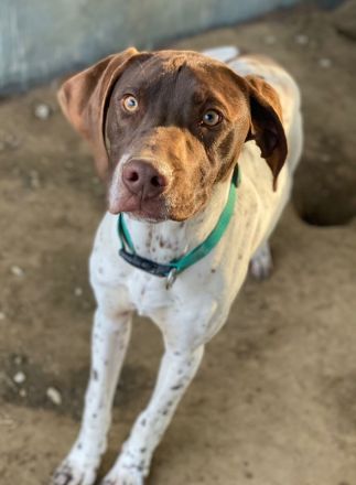 Areno, geb. ca. 08/2024, lebt in GRIECHENLAND, auf einer privaten Pflegestelle