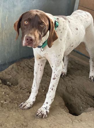 Areno, geb. ca. 08/2024, lebt in GRIECHENLAND, auf einer privaten Pflegestelle