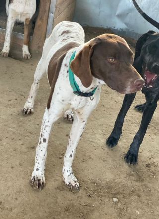 Areno, geb. ca. 08/2024, lebt in GRIECHENLAND, auf einer privaten Pflegestelle