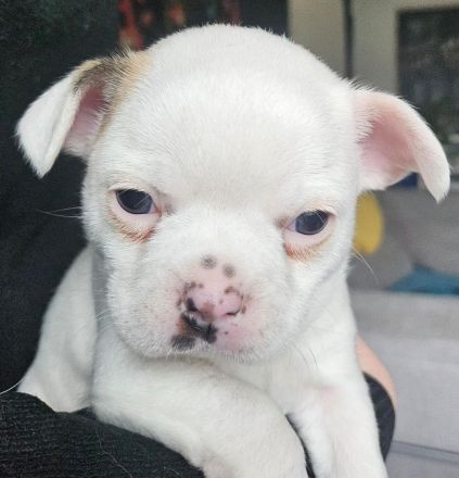 Französische Bulldogge Chihuahua Mix, Bullhuahuas, Mexican Frenschies