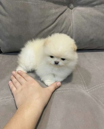 Pomernian reinrassige