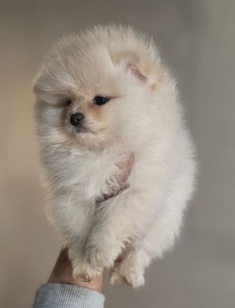 Pomernian reinrassige