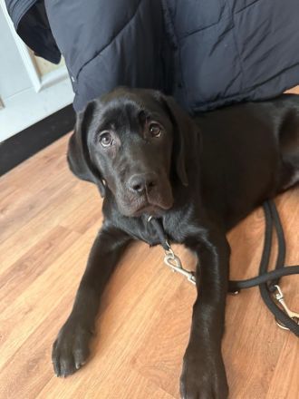 Labradorhündin Schwarz 6Monate alt (Top Verpaarung)