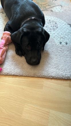 Labradorhündin Schwarz 6Monate alt (Top Verpaarung)