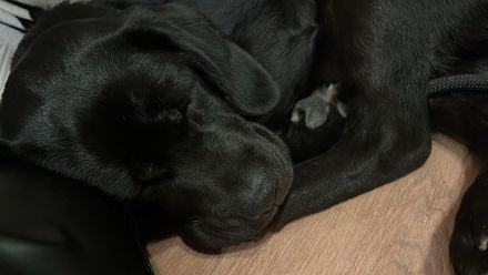 Labradorhündin Schwarz 6Monate alt (Top Verpaarung)