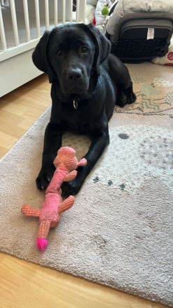 Labradorhündin Schwarz 6Monate alt (Top Verpaarung)