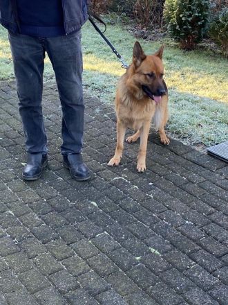 Deutsche Schäferhündin zu verkaufen