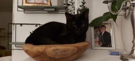 Dringend Spielkameraden gesucht