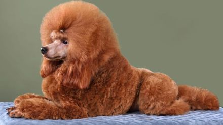 Toypudel Zwergpudel Deckrüde in red