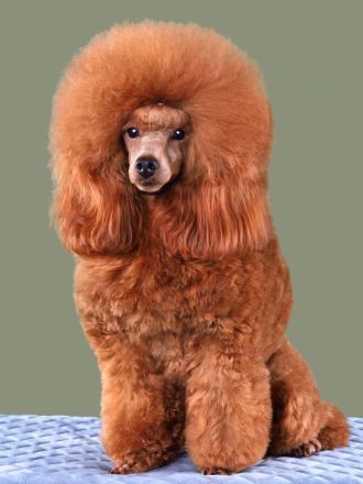 Toypudel Zwergpudel Deckrüde in red