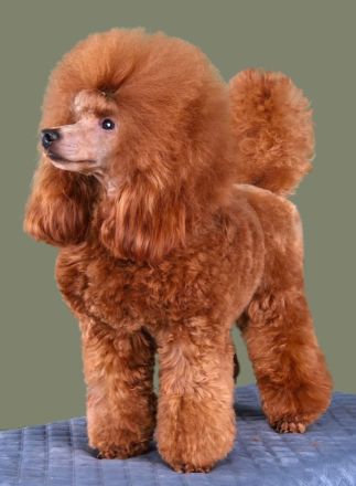 Toypudel Zwergpudel Deckrüde in red