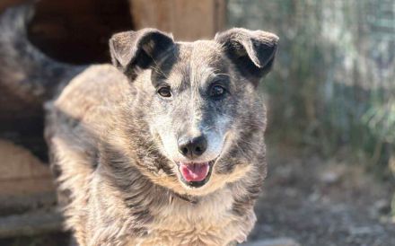 Für Karlchen muss das Glück einen zweiten Anlauf nehmen!