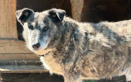 Für Karlchen muss das Glück einen zweiten Anlauf nehmen!