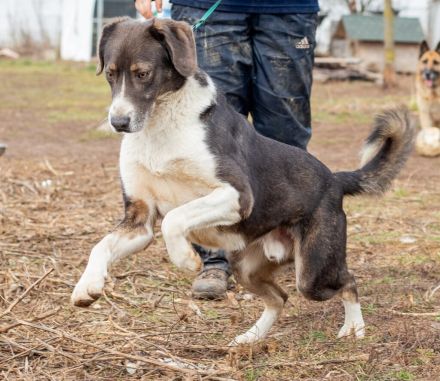 Tyson, kommt aus traurigen Verhältnissen und möchte das ändern