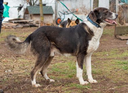 Tyson, kommt aus traurigen Verhältnissen und möchte das ändern