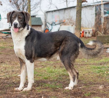 Tyson, kommt aus traurigen Verhältnissen und möchte das ändern