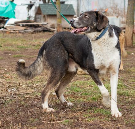 Tyson, kommt aus traurigen Verhältnissen und möchte das ändern