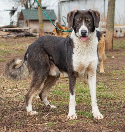 Tyson, kommt aus traurigen Verhältnissen und möchte das ändern