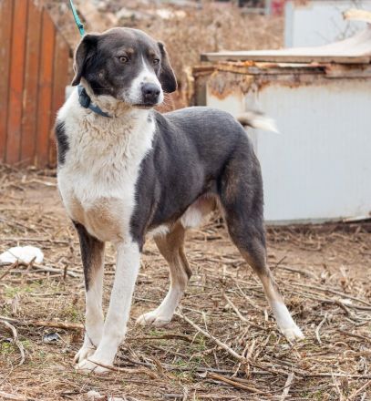 Tyson, kommt aus traurigen Verhältnissen und möchte das ändern