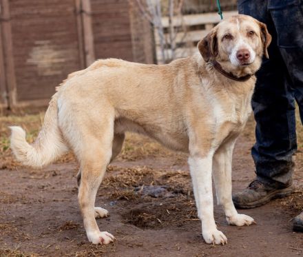 Chanel, wunderschöne Hündin musste einiges Leid ertragen
