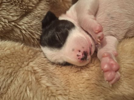 Jack Russel/Dackel Mix