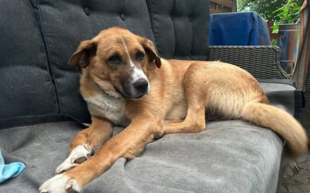 Stian ist ein sanfter & liebevoller Hund im wunderschönen Fell