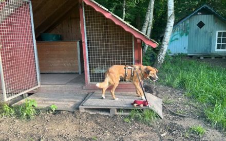 Stian ist ein sanfter & liebevoller Hund im wunderschönen Fell