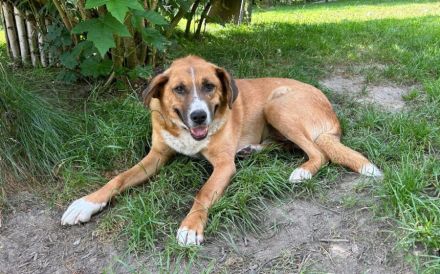 Stian ist ein sanfter & liebevoller Hund im wunderschönen Fell