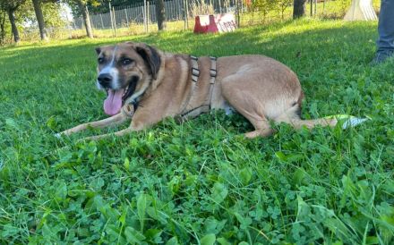 Stian ist ein sanfter & liebevoller Hund im wunderschönen Fell