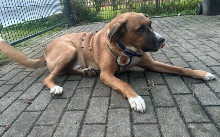 Stian ist ein sanfter & liebevoller Hund im wunderschönen Fell