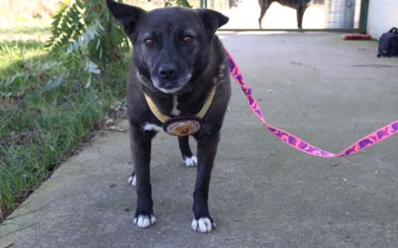 ruhige Vesta sucht liebevolles Zuhause