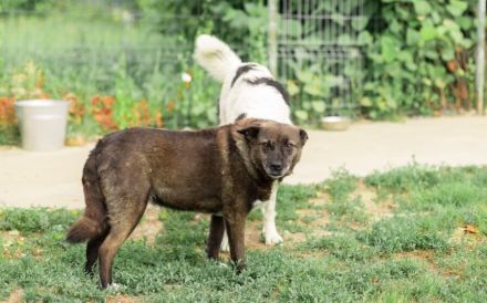 ruhige Vesta sucht liebevolles Zuhause