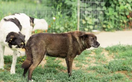 ruhige Vesta sucht liebevolles Zuhause