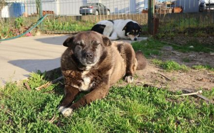 Ruhige Vesta sucht liebevolles Zuhause