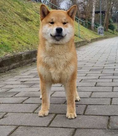 Shiba inu