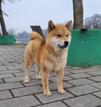 Shiba inu