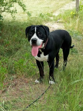 Canon corso mischling