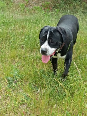 Canon corso mischling