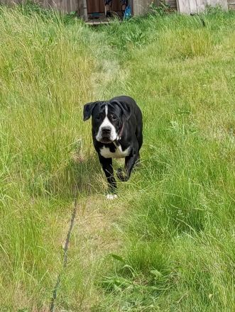 Canon corso mischling