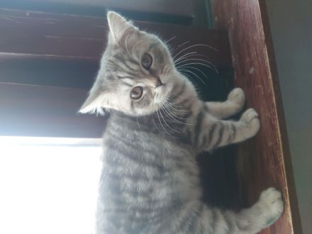 Bkh Kitten Abgabebereit