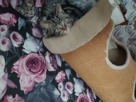 Bkh Kitten Abgabebereit