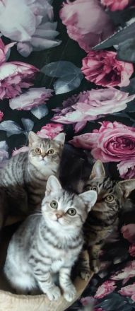 Bkh Kitten Abgabebereit