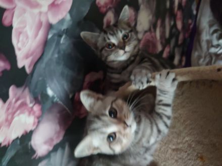 Bkh Kitten Abgabebereit