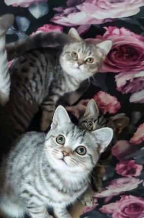 Bkh Kitten Abgabebereit