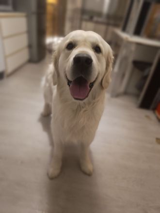 Golden Retriever Deckrüde FCI Champion