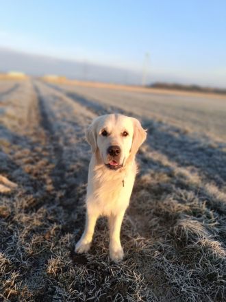 Golden Retriever Deckrüde FCI Champion