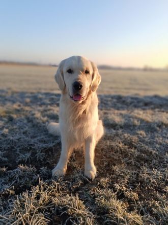 Golden Retriever Deckrüde FCI Champion