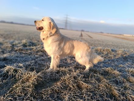 Golden Retriever Deckrüde FCI Champion